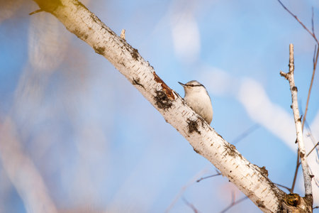 Nuthatch (Sitta europaea) on a branchの写真素材