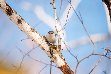 Nuthatch on a birch in the spring in the forestの写真素材