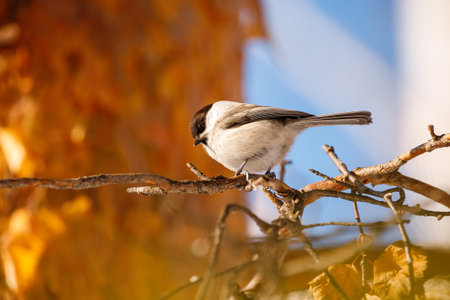 Black-capped Chickadee (Poecile atricapilla)の写真素材