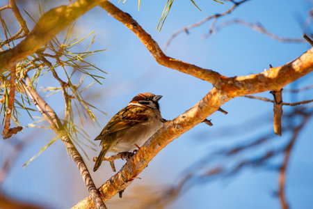 sparrow sitting on the branch of a pine tree in natureの写真素材