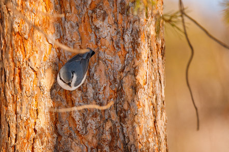 Eurasian nuthatch (Sitta europaea) sitting on a treeの写真素材