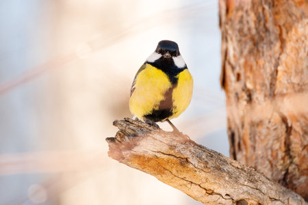 Great tit (Parus major) sitting on a branch in winterの写真素材