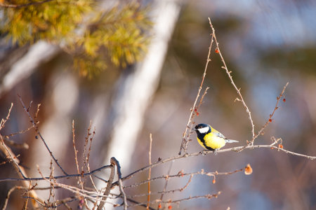 Great Tit (Parus major) perched on a tree branch.