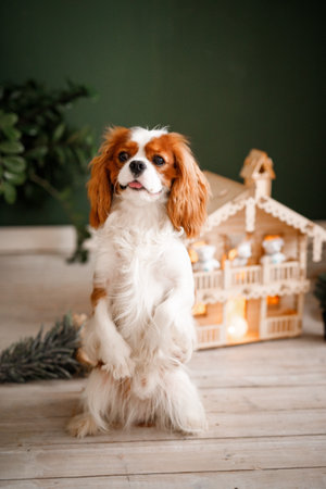 Cavalier king charles spaniel sitting in front of christmas decorationの写真素材