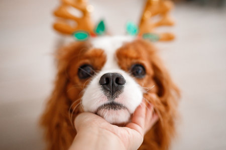 Close-up portrait of a Cavalier King Charles Spaniel dog with reindeer antlersの写真素材