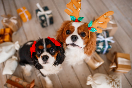 Cavalier King Charles Spaniel with reindeer antlers and Christmas gifts