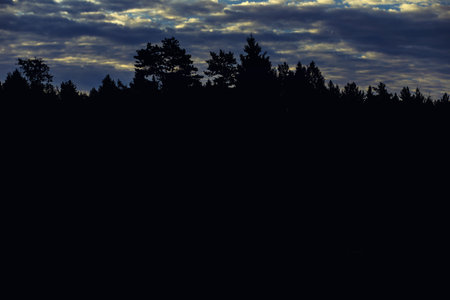 Silhouette of pine trees in the forest at sunset. dark backgroundの写真素材