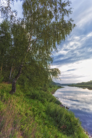 Birch trees on the bank of the river at sunset. Russiaの写真素材