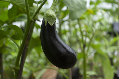 Eggplant or aubergine plant growing in the garden.の写真素材