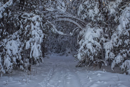 Winter forest with snow-covered trees at night. beautiful winter landscape.の写真素材
