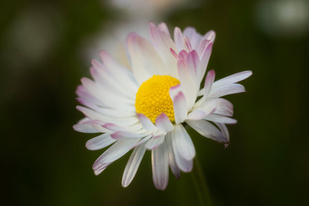 Daisy flower in the garden. Selective focus with shallow depth of field.の写真素材