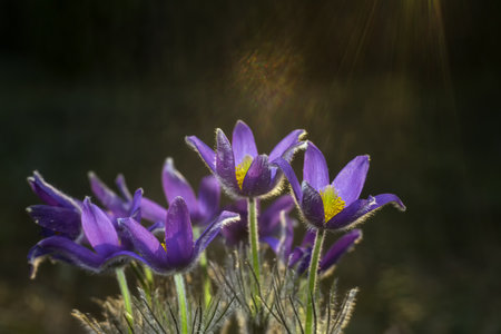Pulsatilla patens (Pulsatilla patens)の写真素材
