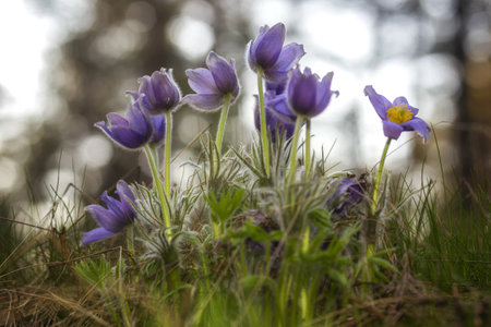Pulsatilla patens (Pulsatilla patens)の写真素材