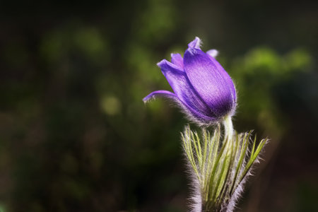 Pulsatilla patens (Pulsatilla patens) on the fieldの写真素材