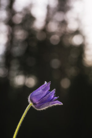 Pulsatilla patens (Pulsatilla patens)