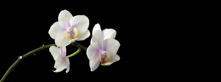 White orchid isolated on black background with copy space for text.の写真素材