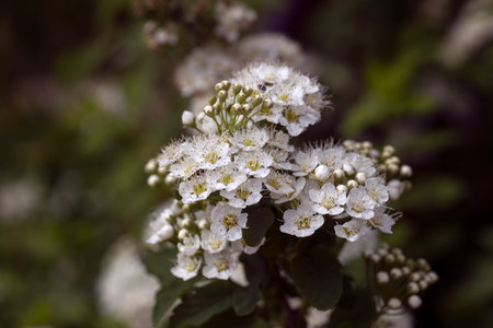 White flowers of hawthorn (Crataegus monogyna)