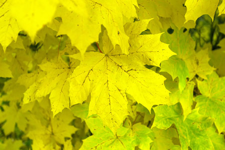 Yellow maple leaves on a tree in autumn. yellow maple leaves backgroundの写真素材