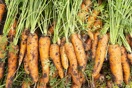 Bunch of fresh carrots with green tops. Organic food background.の写真素材