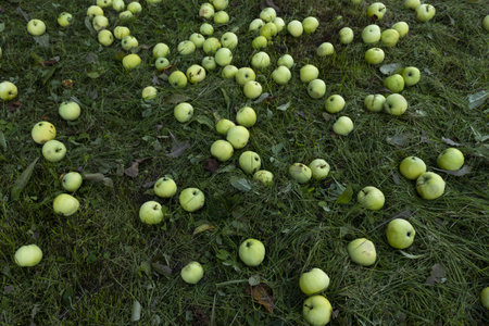 Green apples on the grass in the garden. Fallen apples on the grass.