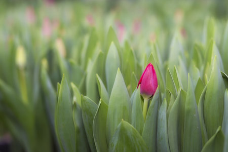 Beautiful tulip flower blooming in the garden with soft focus