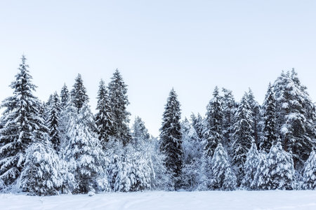 Winter landscape with snowy fir trees. Beautiful winter landscape with snowy fir treesの写真素材