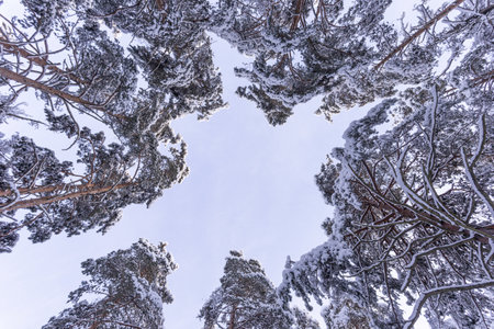 Pine trees covered with snow in winter forest. Top view.
