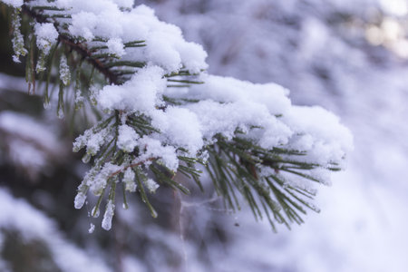 Pine branches covered with snow in the forest. Winter background.の写真素材