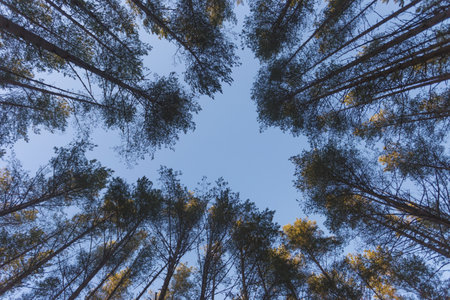 Pine trees in the forest with blue sky background. Top view.