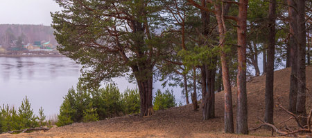 Pine trees on the shore of the lake. Summer landscape.の写真素材