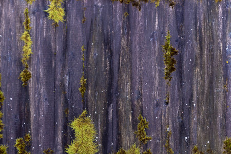 Moss on the wall in the forest. Natural background and texture.の写真素材