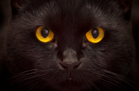 Portrait of a black cat with yellow eyes on a black backgroundの写真素材