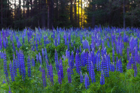 Lupine flowers in the forest at sunset. beautiful summer landscape.の写真素材