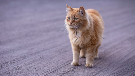 ginger cat standing on the asphalt and looking at the camera.の写真素材