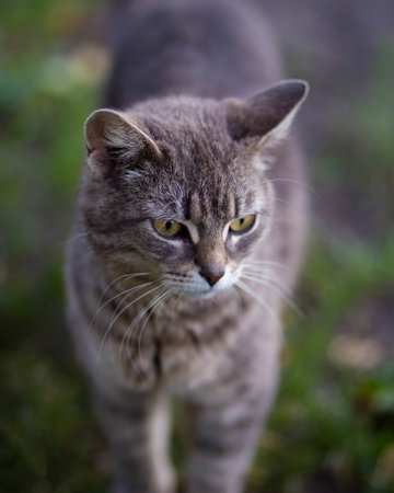 Beautiful cat portrait in the garden. selective focus. Animal.