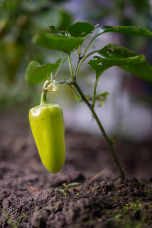 Pepper plant growing in the garden. Selective focus with shallow depth of field.
