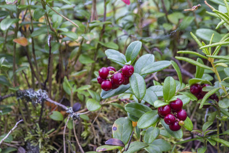Cranberries growing in the forest, close-up, selective focus