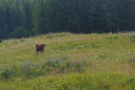 A brown animal grazing on a meadow in the summer.の写真素材