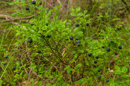 Ripe blueberries on a bush in the forest, close-upの写真素材