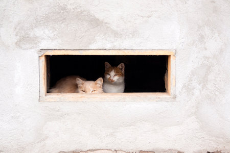 Cat and cat sleeping in a window of a house in Portugal.の写真素材