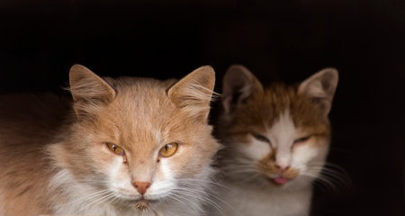 Portrait of two cats on a dark background. selective focus.の写真素材