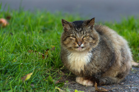 Cat sitting on the grass in the garden. Shallow depth of field.の写真素材