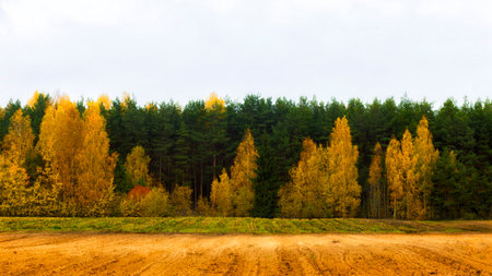 autumn landscape with a dirt road in the forest and yellowed treesの写真素材