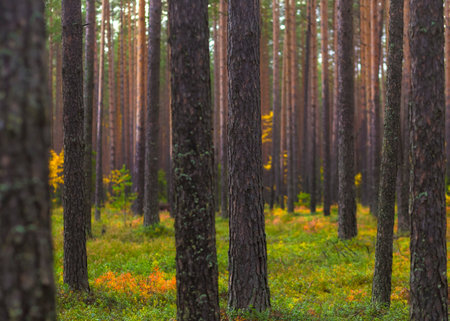 Pine forest in the autumn season. landscape with trees.