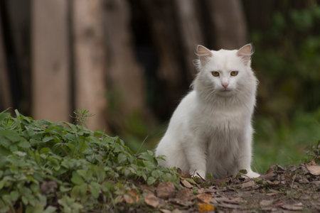 beautiful white cat sitting on the grass in the garden, selective focusの写真素材