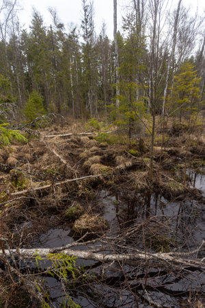 Abandoned forest after a flood in the springtime. Russiaの写真素材