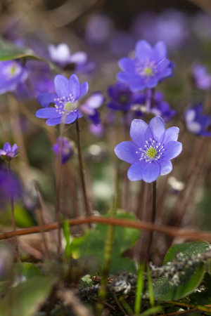 Hepatica nobilis (common hepatica)の写真素材