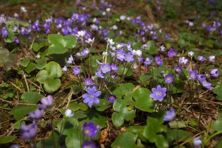 Hepatica nobilis flowers blooming in the forestの写真素材