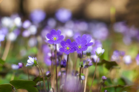 Hepatica nobilis flowers in the spring forest.