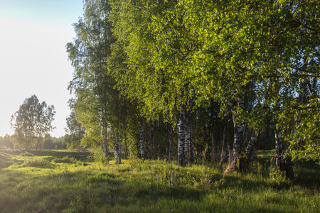 Sunset or sunrise in a birch grove with young green leaves on a summer evening